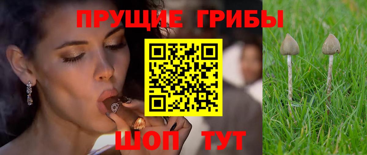 Псилоцибиновые грибы мицелий Краснознаменск